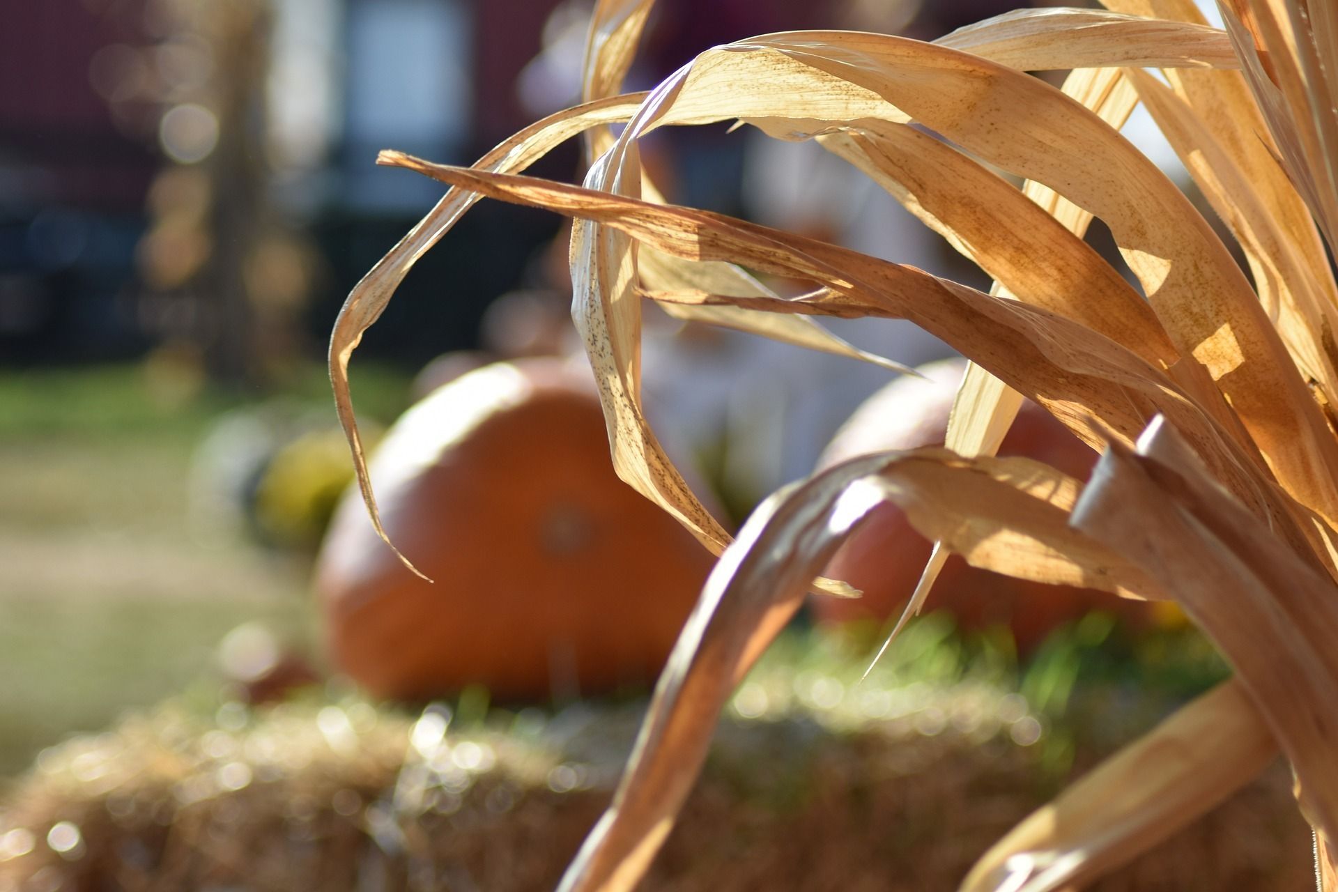 Fall Festival / Pastor Appreciation Saltillo Methodist Church