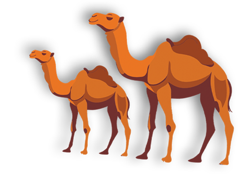 Camels