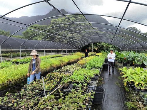 woman and man tending to nursery plants