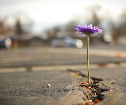 Flowers sprouting above broken ground
