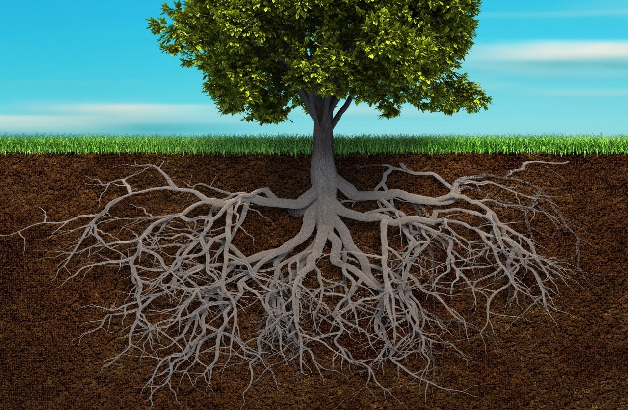 I'm Roots Grow your roots / வேரூன்றி இருங்கள் | Manna House Fellowship
