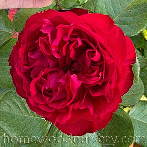 Traviata
