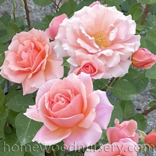 Apricot Candy